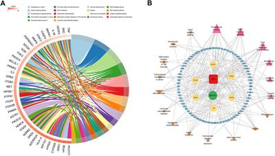 Exploring the molecular mechanism of notoginsenoside R1 in sepsis-induced cardiomyopathy based on network pharmacology and experiments validation